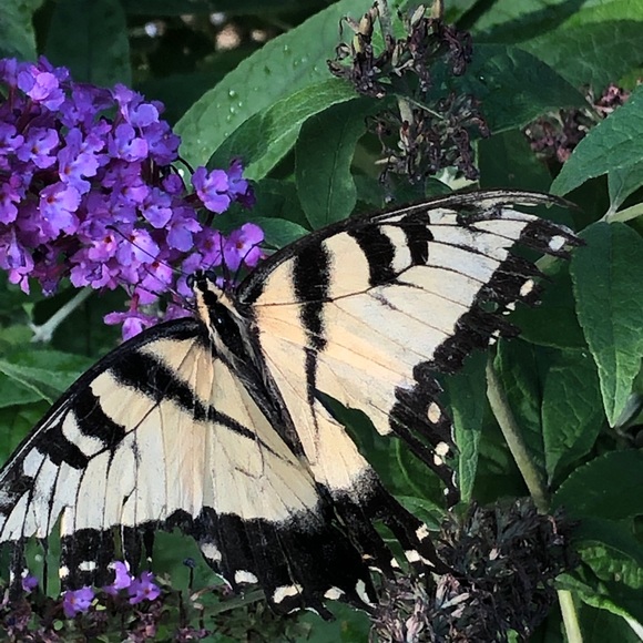 Meet your Posher, Annette - Picture 1 of 1